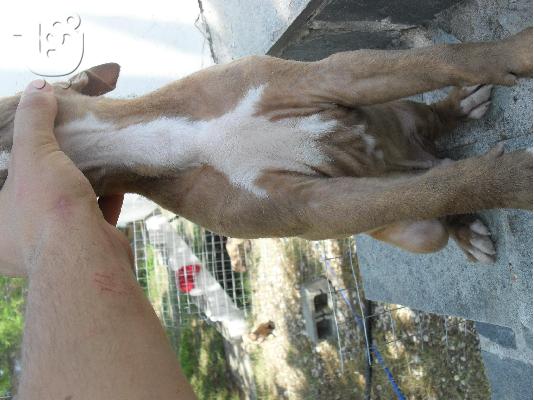Kingsize Rednose Pitbull puppies